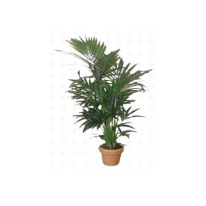 Végétation verte naturelle